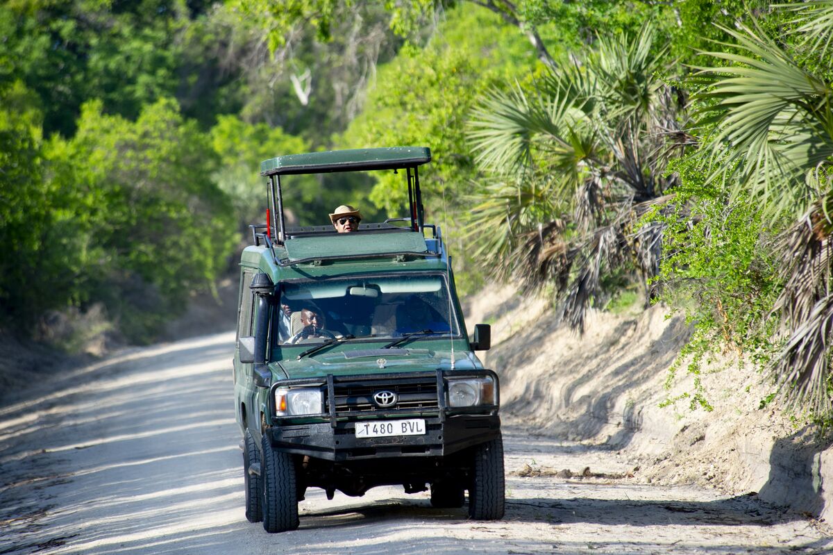 Giraffe among the palms in Saadani National Park