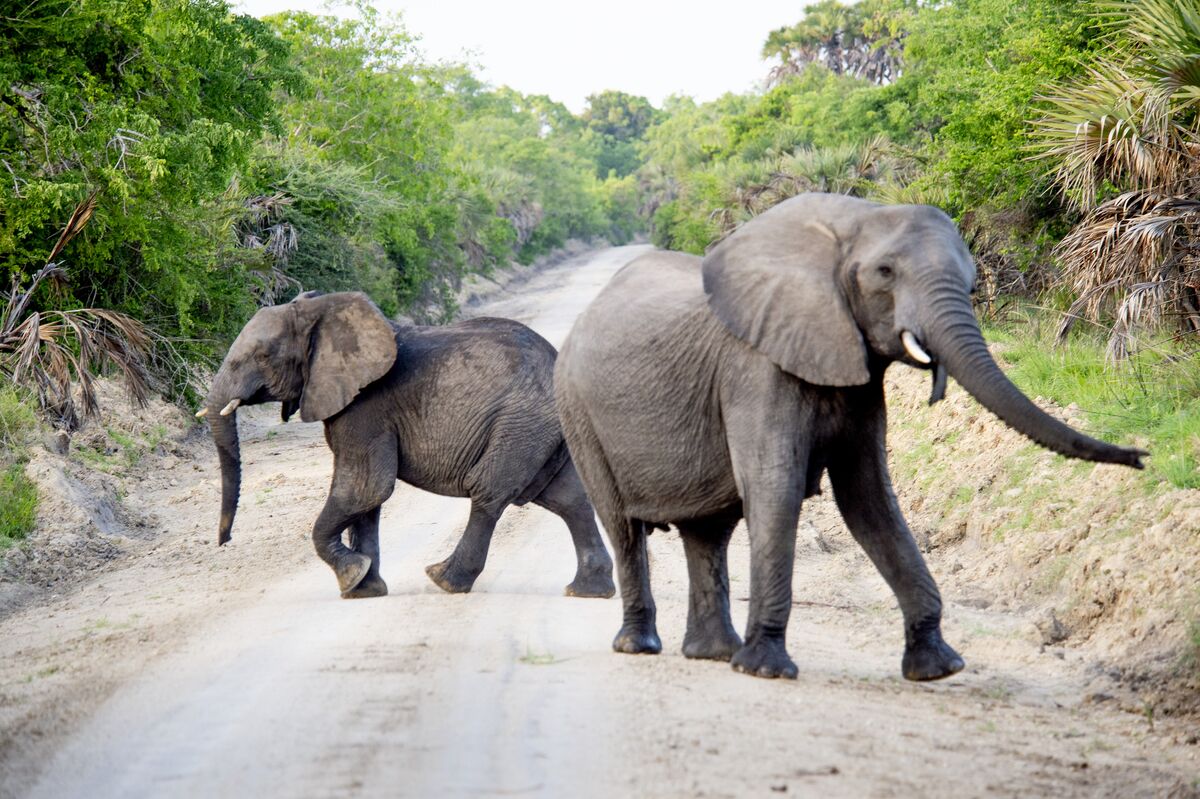 Two elephants crossing the track in Saadani National Park