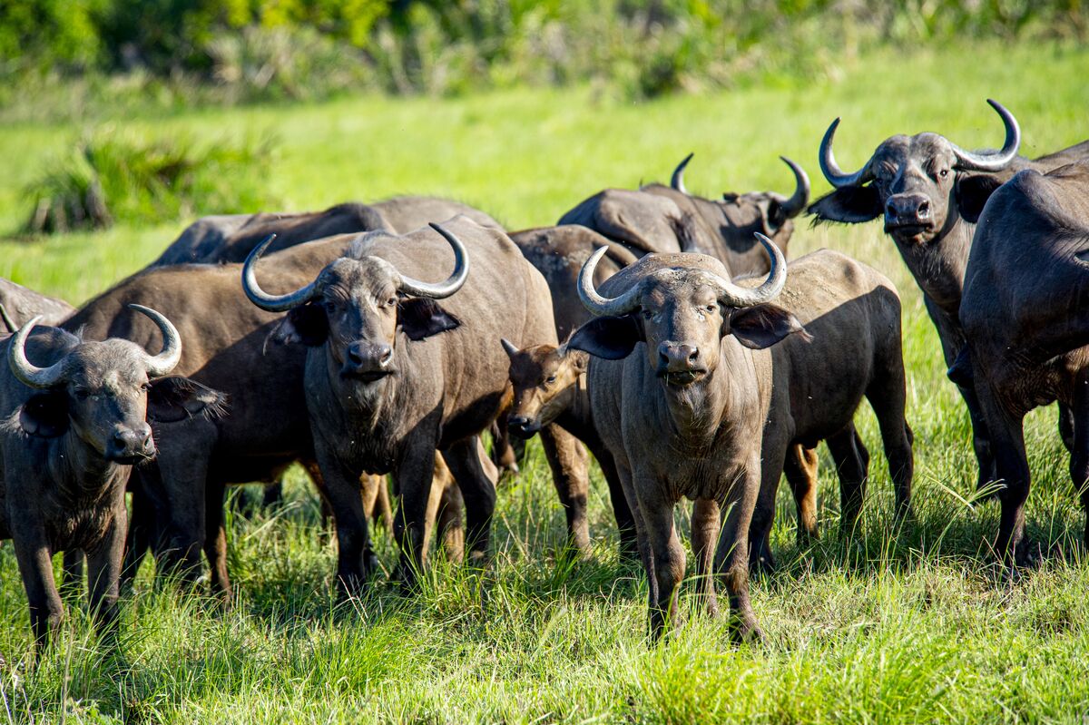 The park and the shore — Buffalo, giraffe, waterbuck and baboon on the floodplain, the estuary from the air, and the beach at first light.