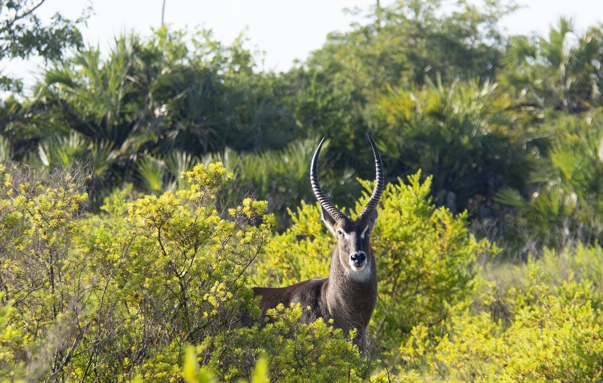 The park and the shore — Buffalo, giraffe, waterbuck and baboon on the floodplain, the estuary from the air, and the beach at first light.